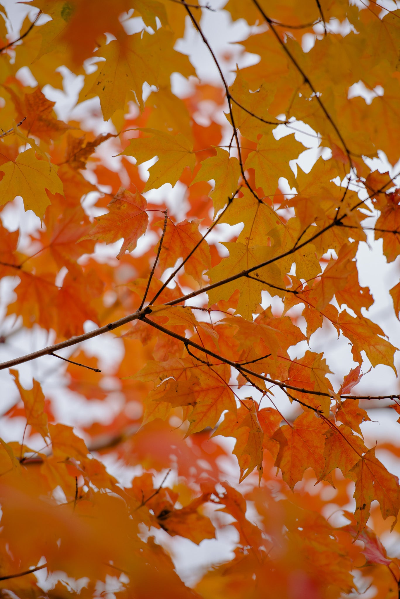 Fall leaves of a Canadian maple tree.